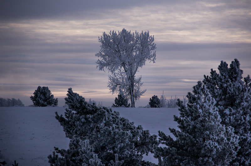 Frosty Tree by Steve Tugwell